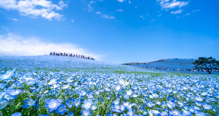 🌸 국영 히타치 해변 공원(코쿠에이 히타치 카이힌코엔) 이미지 1